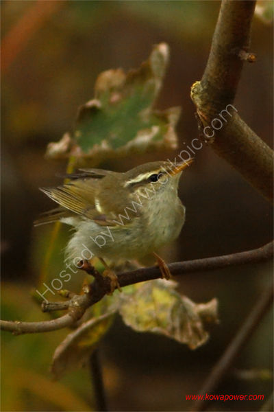 Arctic Warbler